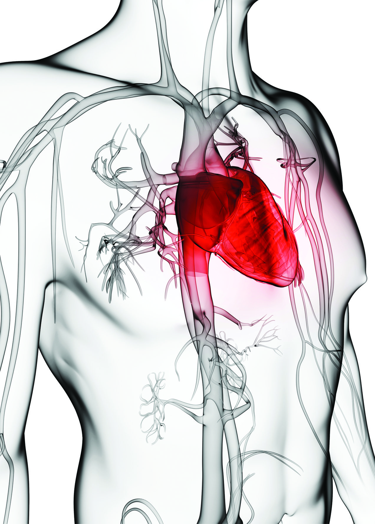 Heart Attack Symptoms • Southwest Florida's Health and Wellness Magazine