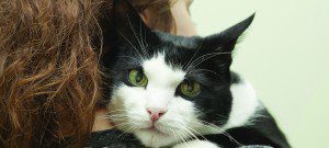 Thyroid Disease in Cats