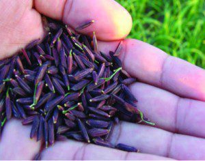 purple rice