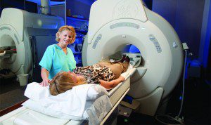 Diagnostic Imaging Services