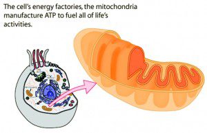 Hyperbaric Oxygen