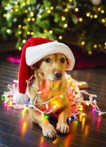 Avoiding Animal Emergencies This Holiday Season