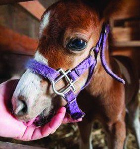 WHEN DINING WITH A MINIATURE HORSE…  UNDERSTANDING FLORIDA LAW REGARDING SERVICE AND ASSISTANCE ANIMALS  
