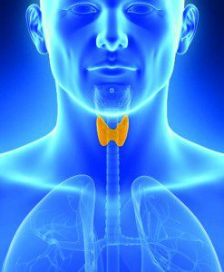 What Does Your Thyroid Do & Why is it Important?
