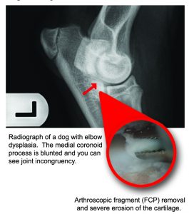 The #1 cause of front-limb lameness in young, large-breed dogs? Elbow dysplasia