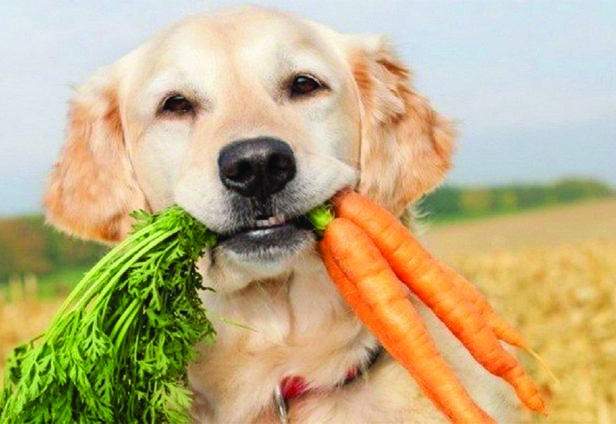 National Nutrition Month, Keep your Pets in Mind Too!