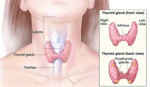 What Does Your Thyroid Do  & Why is it Important?