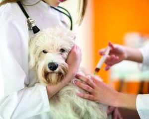 Is your Dog at Risk for Canine Influenza?
