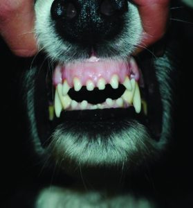 Did You Know That Keeping Your Pet’s Teeth Clean Helps Them Stay Healthy?