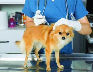 Are We Over Vaccinating Our  Canine and Feline Companions?