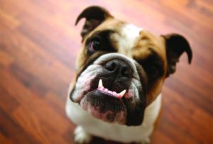 Keeping your Pet’s Teeth Clean  is Crucial for Their Health