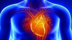 Toxic Heavy Metals & Cardiovascular Disease