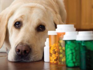 Veterinary Compounding for  Hard to Medicate Pets  