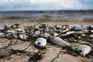 Red Tide and Your Respiratory Health