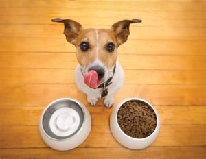 The FDA Warning About Grain-Free  Dog Food Health Link