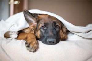 Dogs Can Get the Flu Too