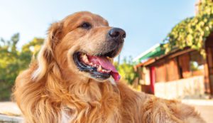 The HEAT Has More of an Effect  on Your Pets Than You May Realize