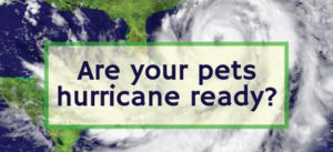 Hurricane Preparedness for Your Pets