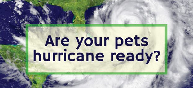 Hurricane Preparedness For Your Pets – Southwest Florida's Health And ...