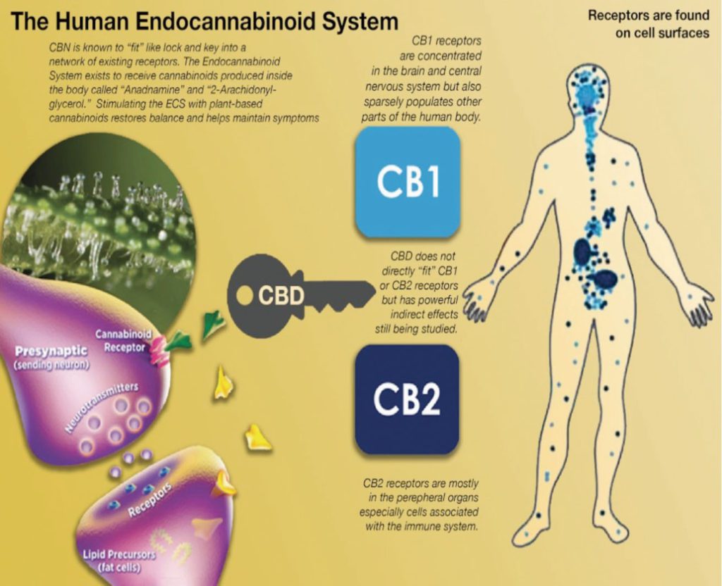 Pain Management and CBD Water