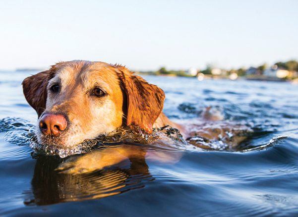 Seasonal Rainstorms Make Leptospirosis a Major Concern for Dog Owners
