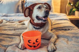 Halloween Candy & Other Toxic  Foods to Keep Away From Your Pets