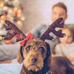 Avoiding Holiday Hazards for Pets