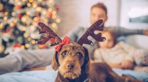 Avoiding Holiday Hazards for Pets