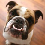 Keeping Your Pet’s Teeth Clean