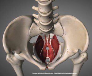 Do You Have A Weakened or Tight Pelvic Floor? 