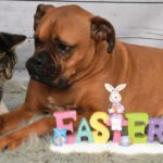 Easter Candy Can Pose Significant Health Issues For Pets