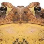 Ugly Bufo Toad