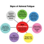 Adrenal Fatigue