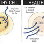 Cell Health is Good Health