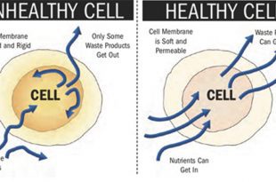 Cell Health is Good Health