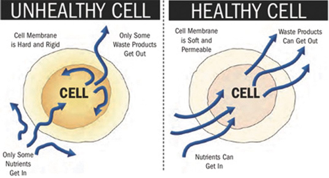Cell Health is Good Health