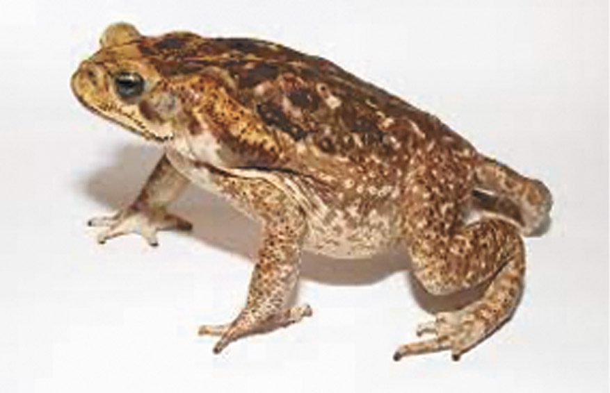 Keep Your Pet Safe from the Cane Toad • Southwest Florida's Health and  Wellness Magazine