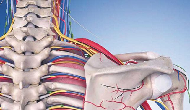 C5 Nerve