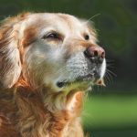 CARING FOR A SENIOR PET