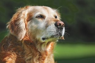 CARING FOR A SENIOR PET