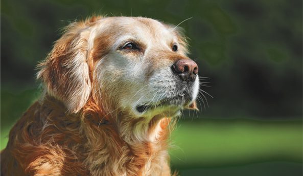CARING FOR A SENIOR PET