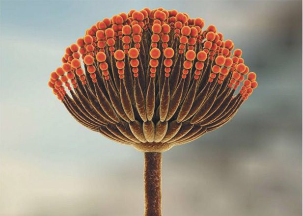 Mycotoxins