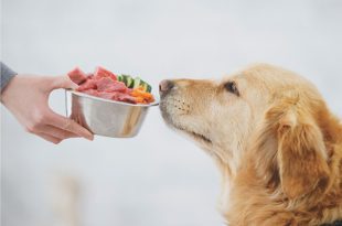 Nutrition for Pets
