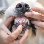 Pet Dental