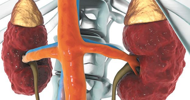 The Crucial Link Between Vascular Health and National Kidney Month