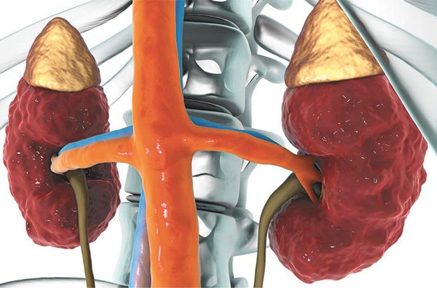 Vascular Health