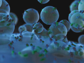 Mesenchymal Stem Cell